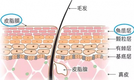 什么是神經酰胺及其護膚作用有哪些？